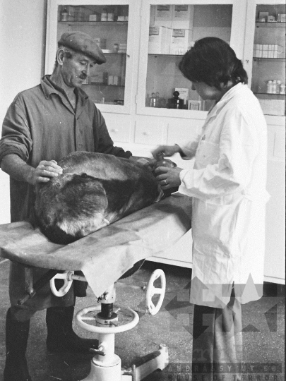 THM-BJ-03746 - Szekszárdi állatkórház az 1970-es években 