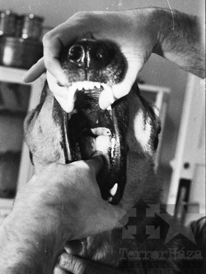 THM-BJ-03749 - Szekszárdi állatkórház az 1970-es években 