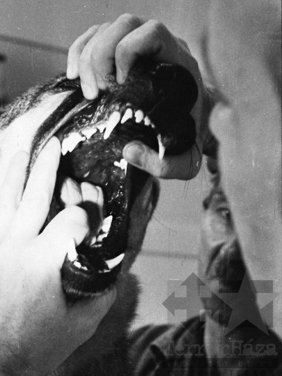 THM-BJ-03750 - Szekszárdi állatkórház az 1970-es években 