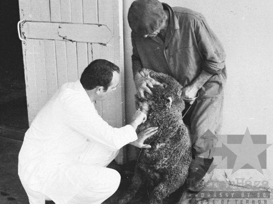 THM-BJ-03754 - Szekszárdi állatkórház az 1970-es években 