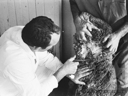 THM-BJ-03755 - Szekszárdi állatkórház az 1970-es években 