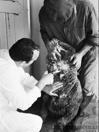 THM-BJ-03755a - Szekszárdi állatkórház az 1970-es években 