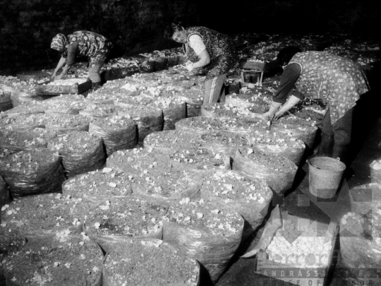 THM-BJ-03884 - Gombatermesztés bátaapáti pincében az 1980-as években