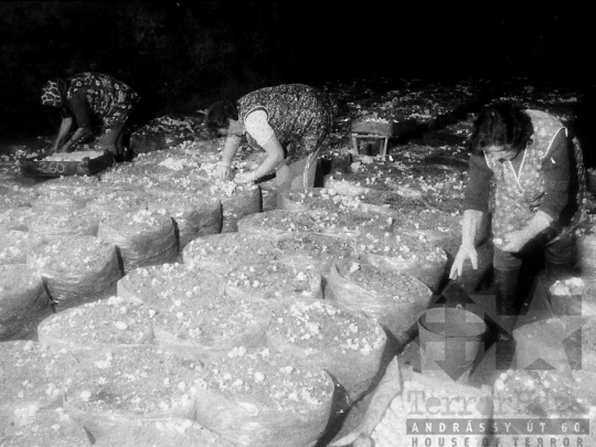 THM-BJ-03886 - Gombatermesztés bátaapáti pincében az 1980-as években