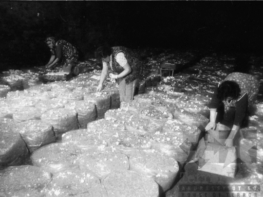 THM-BJ-03887 - Gombatermesztés bátaapáti pincében az 1980-as években
