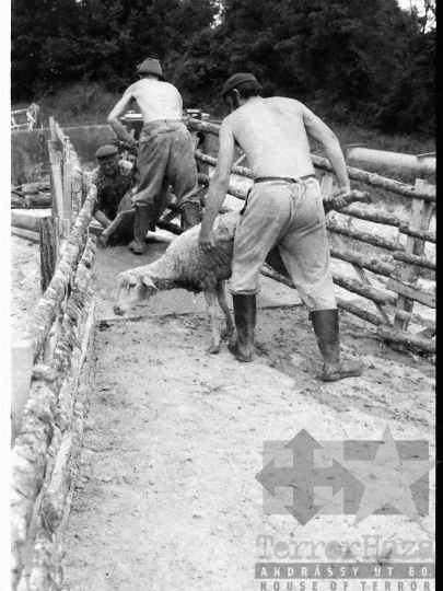 THM-BJ-03910 - Élősködők elleni egészségügyi akció, birkafürdetés a mőcsényi termelőszövetkezetben az 1980-as években