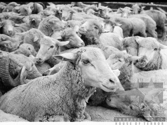 THM-BJ-03911 - Élősködők elleni egészségügyi akció, birkafürdetés a mőcsényi termelőszövetkezetben az 1980-as években