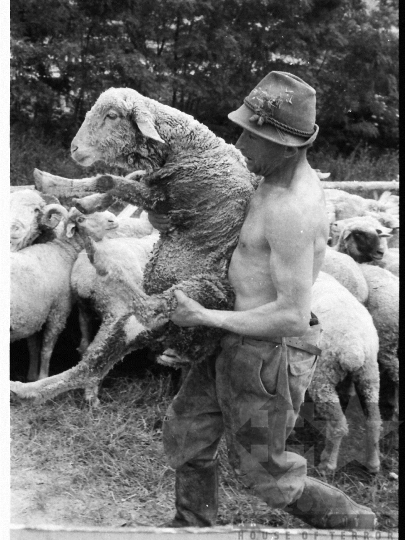 THM-BJ-03912 - Élősködők elleni egészségügyi akció, birkafürdetés a mőcsényi termelőszövetkezetben az 1980-as években