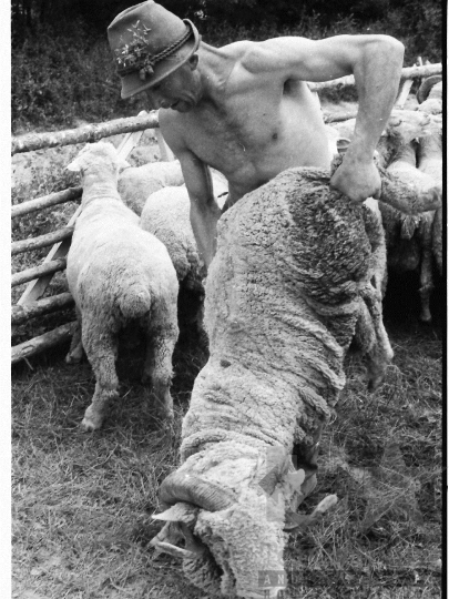 THM-BJ-03916 - Élősködők elleni egészségügyi akció, birkafürdetés a mőcsényi termelőszövetkezetben az 1980-as években