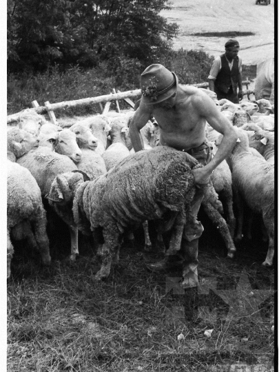 THM-BJ-03917 - Élősködők elleni egészségügyi akció, birkafürdetés a mőcsényi termelőszövetkezetben az 1980-as években