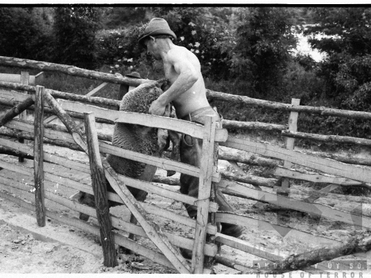 THM-BJ-03919 - Élősködők elleni egészségügyi akció, birkafürdetés a mőcsényi termelőszövetkezetben az 1980-as években