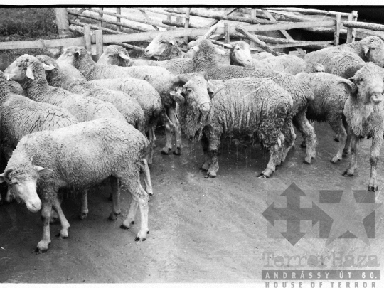 THM-BJ-03920 - Élősködők elleni egészségügyi akció, birkafürdetés a mőcsényi termelőszövetkezetben az 1980-as években