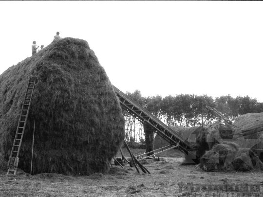 THM-BJ-04011 - Munka a kocsolai termelőszövetkezet földjén az 1980-as években