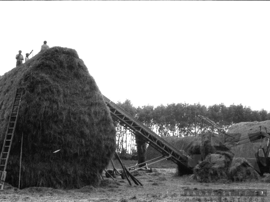 THM-BJ-04011a - Munka a kocsolai termelőszövetkezet földjén az 1980-as években
