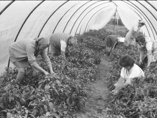 THM-BJ-04012 - Munka a kocsolai termelőszövetkezet földjén az 1980-as években