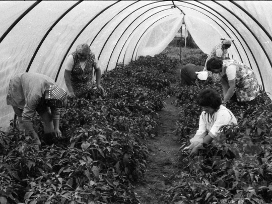 THM-BJ-04013 - Munka a kocsolai termelőszövetkezet földjén az 1980-as években