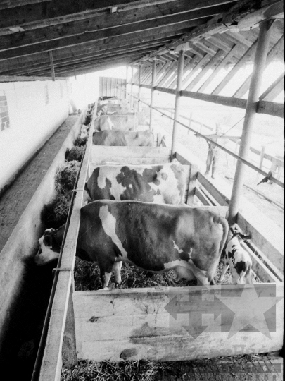 THM-BJ-04015 - Munka a kocsolai termelőszövetkezet földjén az 1980-as években