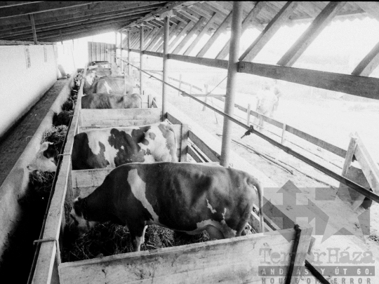 THM-BJ-04016 - Munka a kocsolai termelőszövetkezet földjén az 1980-as években