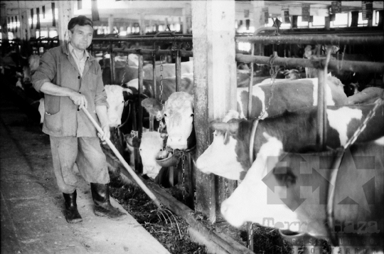 THM-BJ-04186 - Zombai termelőszövetkezet istállója az 1980-as években