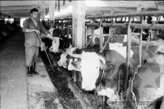 THM-BJ-04187 - Zombai termelőszövetkezet istállója az 1980-as években
