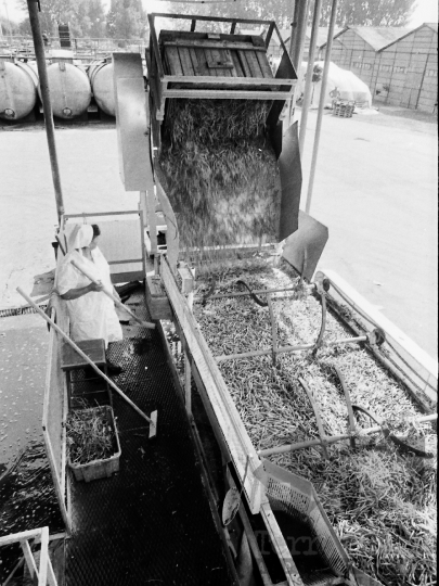 THM-BJ-04214 - Paksi konzervgyár az 1980-as években 