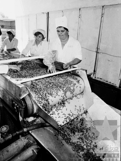 THM-BJ-04215 - Paksi konzervgyár az 1980-as években 