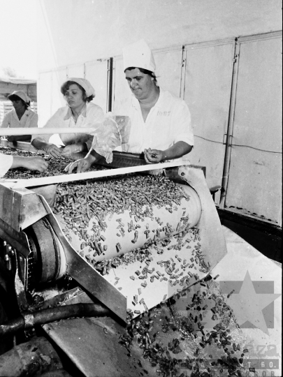 THM-BJ-04216 - Paksi konzervgyár az 1980-as években 