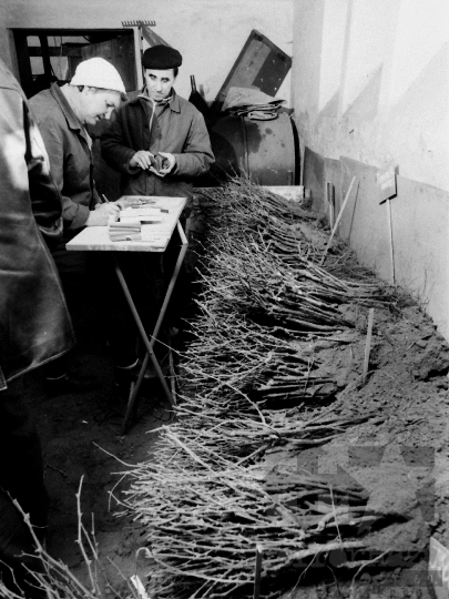 THM-BJ-04348 - Oltványforgalmazás Szekszárdon az 1980-as években 