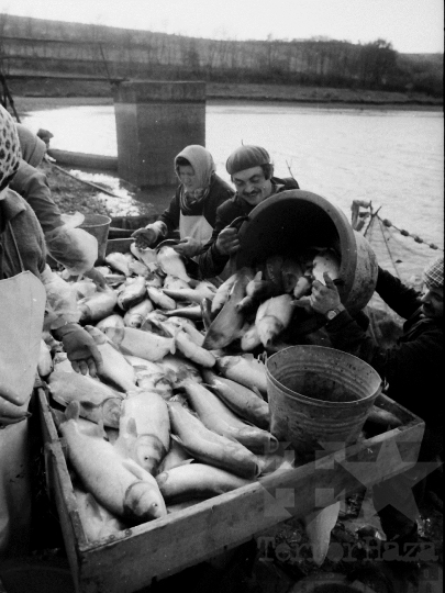 THM-BJ-04352 - Őszi lehalászás Tamásiban az 1980-as években