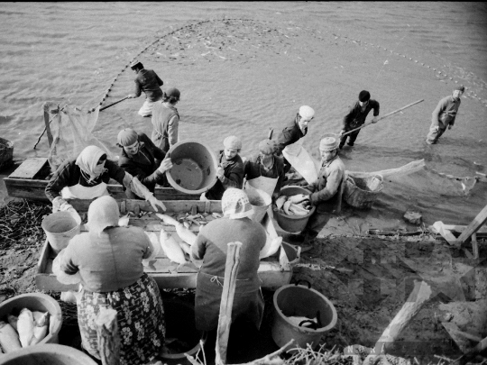 THM-BJ-04353 - Őszi lehalászás Tamásiban az 1980-as években