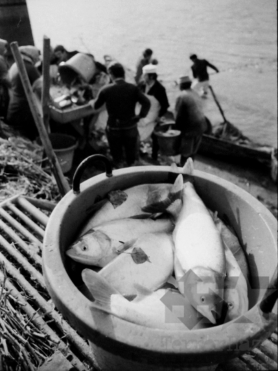 THM-BJ-04355 - Őszi lehalászás Tamásiban az 1980-as években