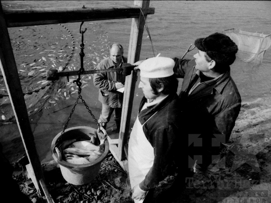 THM-BJ-04357 - Őszi lehalászás Tamásiban az 1980-as években