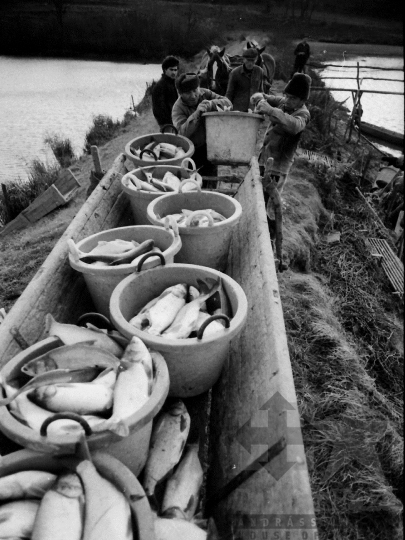 THM-BJ-04359 - Őszi lehalászás Tamásiban az 1980-as években