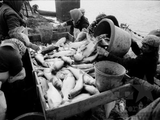 THM-BJ-04362a - Őszi lehalászás Tamásiban az 1980-as években