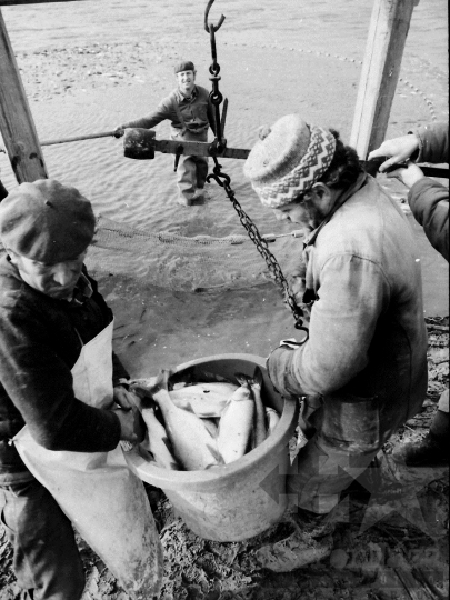 THM-BJ-04363 - Őszi lehalászás Tamásiban az 1980-as években