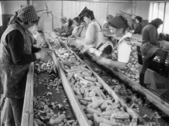 THM-BJ-04365 - Munka a tolnanémedi termelőszövetkezetben az 1980-as években 