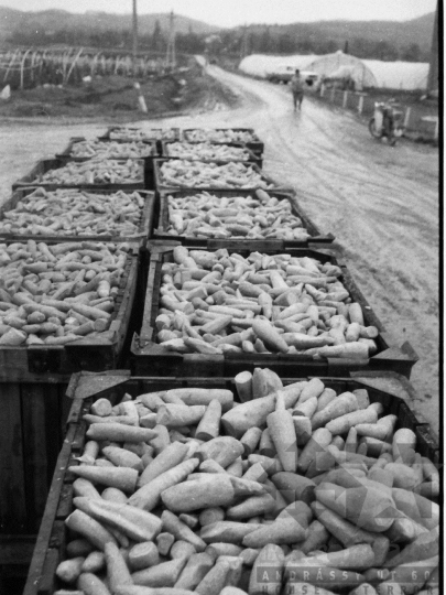 THM-BJ-04369 - Munka a tolnanémedi termelőszövetkezetben az 1980-as években 