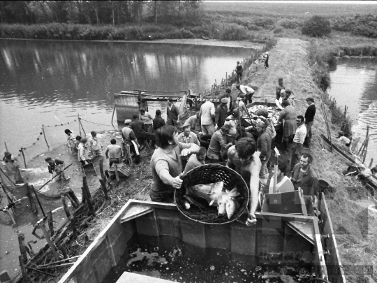 THM-BJ-04508 - Lehalászás a tamási termelőszövetkezetben az 1980-as években