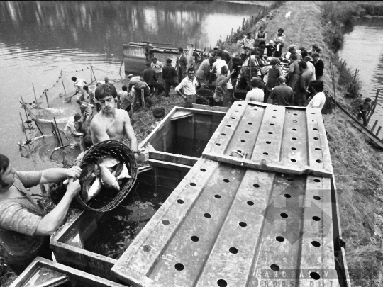 THM-BJ-04514 - Lehalászás a tamási termelőszövetkezetben az 1980-as években