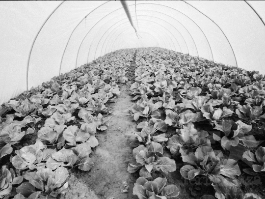 THM-BJ-04561 - Mözsi termelőszövetkezeti kertészet az 1980-as években 