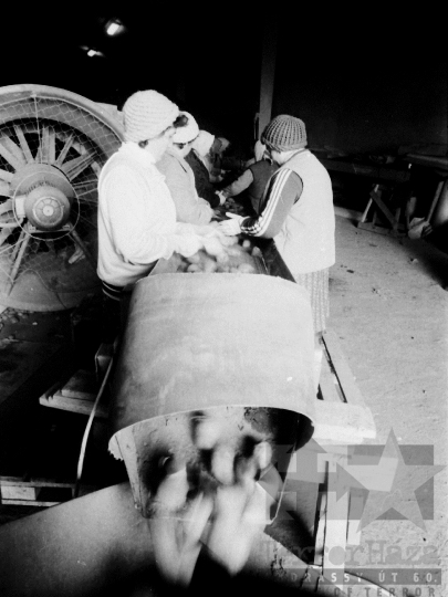 THM-BJ-04562 - Mözsi termelőszövetkezeti kertészet az 1980-as években 