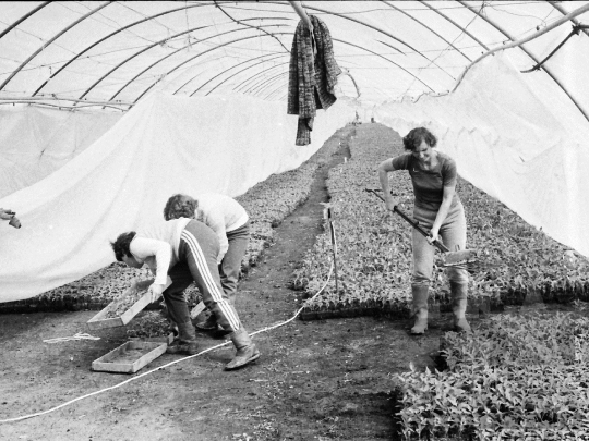 THM-BJ-04563 - Mözsi termelőszövetkezeti kertészet az 1980-as években 