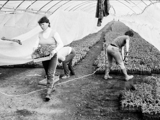THM-BJ-04564 - Mözsi termelőszövetkezeti kertészet az 1980-as években 