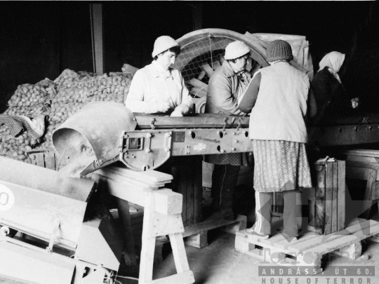 THM-BJ-04566 - Mözsi termelőszövetkezeti kertészet az 1980-as években 