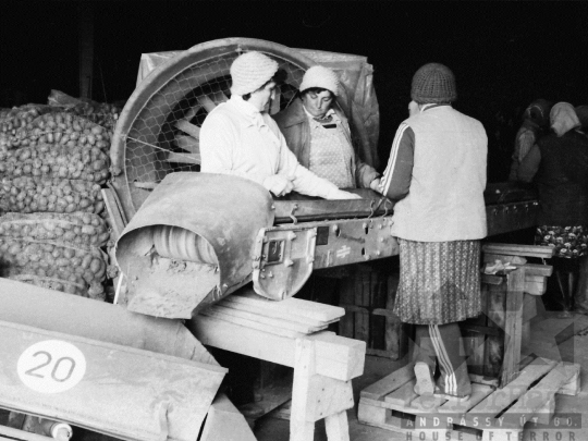 THM-BJ-04567 - Mözsi termelőszövetkezeti kertészet az 1980-as években 