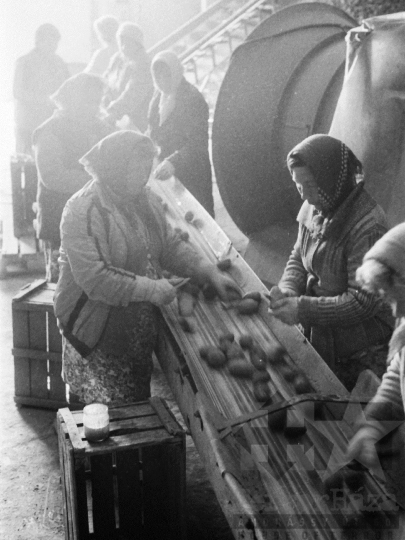 THM-BJ-04568a - Mözsi termelőszövetkezeti kertészet az 1980-as években 