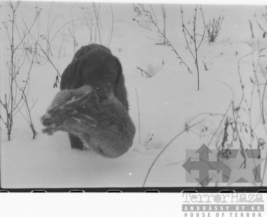 THM-BJ-04704 - Téli vadászat Tolna-Mözsön az 1960-as években