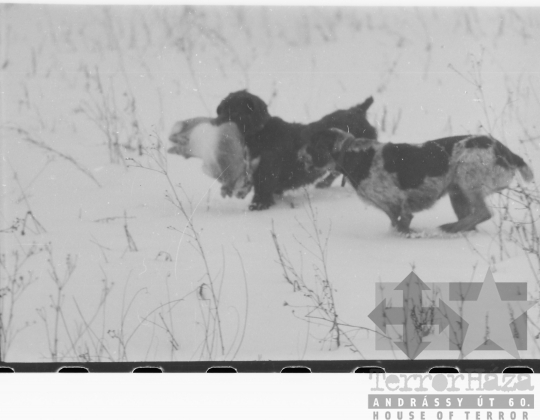 THM-BJ-04705 - Téli vadászat Tolna-Mözsön az 1960-as években