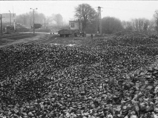 THM-BJ-04800 - Cukorrépa szállítás a nagydorogi vasútállomáson az 1970-es években 