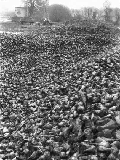 THM-BJ-04801 - Cukorrépa szállítás a nagydorogi vasútállomáson az 1970-es években 